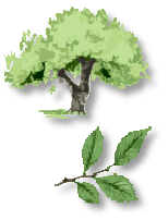Tree Service | CO